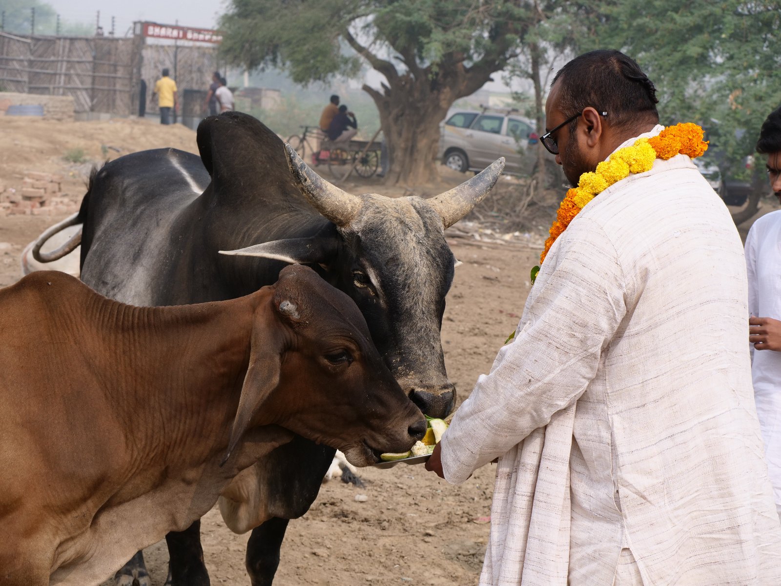  172 Gopashtami Radha kunda Govardhan 19.11.04
